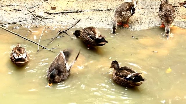 duck in chiangmai Thail;and