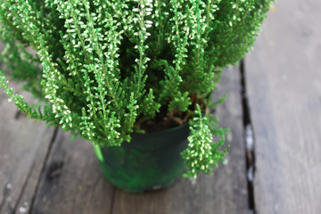Young green conifer plant.
