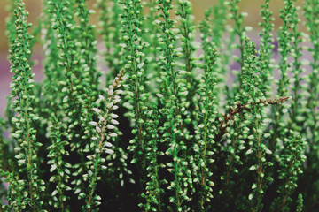 Young conifer plants