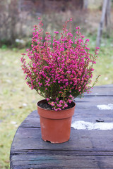 Pot with young conifer plants outdoors.