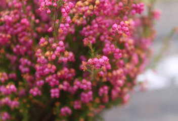 Young conifer plant close up.