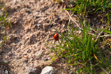 Spring. Nature is waking up. Ladybird on grass