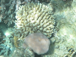 mondo sommerso © paolo