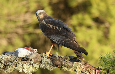Aguila lagunero con paloma
