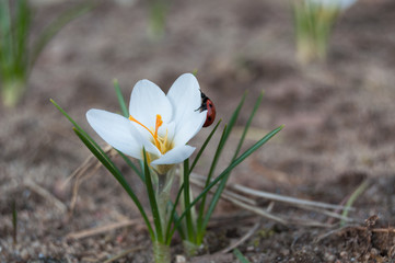 Obraz premium Spring. Nature is waking up. ladybird on the first flowers