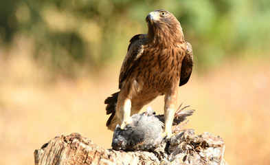 Aguila calzada vigila con su presa