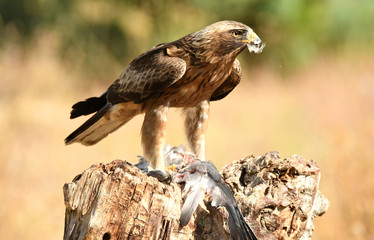 Aguila calzada despluma la presa