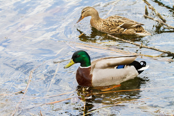 animal a wild drake and a duck sail on a pond