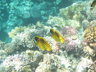 mondo sommerso © paolo