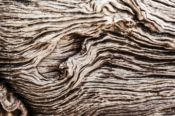 Beautiful abstract background, old rustic weathered wooden surface