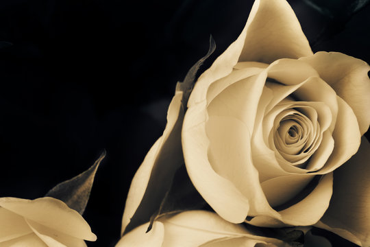 Proposal white rose. Sad rose flower.