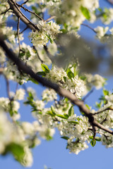 White Spring Blooming Trees