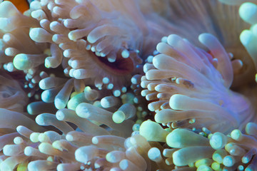 close up shot of green bubble tip sea anemone