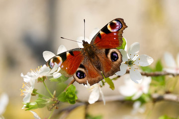 Peacock butterfly sitting on a spring blossom