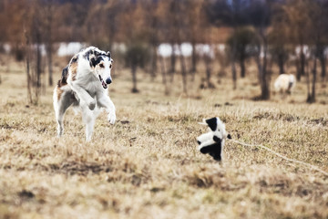 Walking Russian wolfhound 
