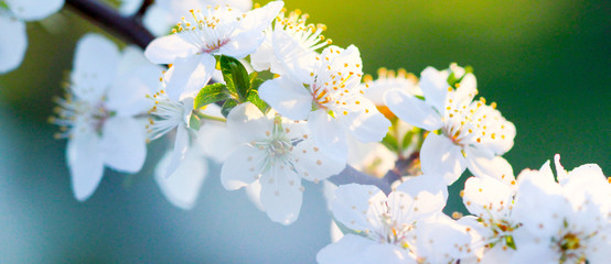 Close up of the spring blossom