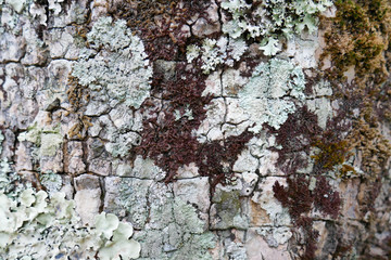 Detail and closeup of white and green lichens draping bark of old tree, amazing natural abstract background