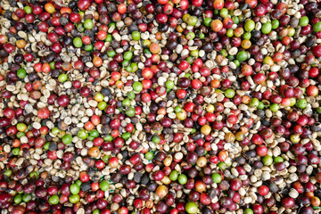 Fresh and organic coffee beans, amazing colored coffee beans background