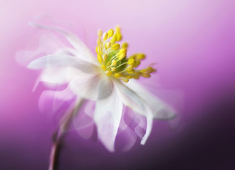 Big beautiful white spring anemone flower close-up of a macro on a purple background with fluttering petals in the wind with a soft focus. Elegant gentle airy dreamy artistic image. - obrazy, fototapety, plakaty