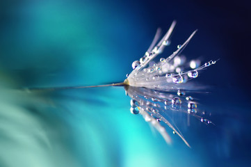 Fototapeta premium Dandelion kwiat w kropelkach wodnej rosy na błękitnym barwionym tle z lustrzanym odbiciem makro-. piękno natury jasny abstrakcyjny obraz artystyczny.