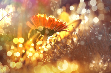 Marguerite flower at sunrise in golden sun rays close-up macro with soft focus. Dew in the grass...