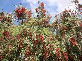 Peruvian Pepper tree (Schinus molle)