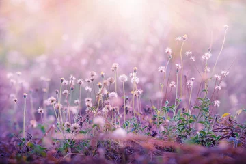 Fototapeten Wiesenblumen, schöner frischer Morgen in weichem, warmem Licht. Vintage Herbstlandschaft verschwommenen natürlichen Hintergrund. © Ammak