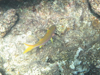 barriera corallina e pesci © paolo