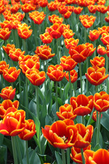 Tulip field in Holland