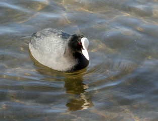 Coot ( fulica atra)