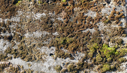 Old limestone surface