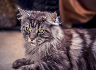 Maine Coon. The largest cat. Portrait of grey big cat main coon at home. Close up of handsome adult maine coon on blur background. © taylon