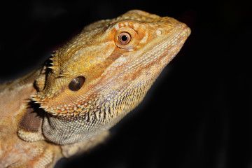 Bearded Dragon with Red and Orange Markings