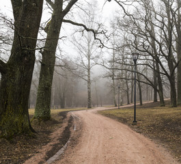 Misty forest park