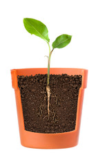 Growing plant with roots showing in pot on a white background.
