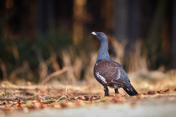 Beautiful wild capercaillie in the nature habitat in the forest/european nature/czech republic wildlife/great birding story/young male/very rare sightings during mating time 