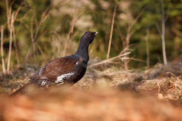 Beautiful wild capercaillie in the nature habitat in the forest/european nature/czech republic wildlife/great birding story/young male/very rare sightings during mating time 