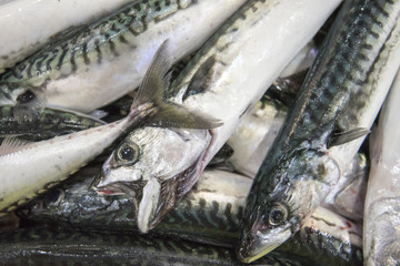 Mackerel for sale