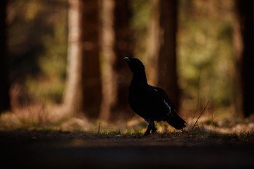Beautiful wild capercaillie in the nature habitat in the forest/european nature/czech republic...