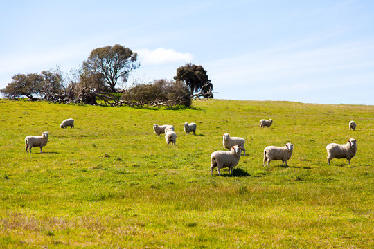 A field of sheep, South Australia