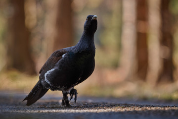 Beautiful wild capercaillie in the nature habitat in the forest/european nature/czech republic wildlife/great birding story/young male/very rare sightings during mating time 