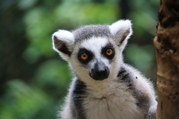 Fototapeta premium The ring-tailed lemur (Lemur catta) is a large strepsirrhine primate and has a long, black and white ringed tail. Like all lemurs the animal is endemic to the island of Madagascar.