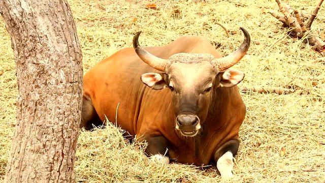 wild bull in chiangamai Thailand