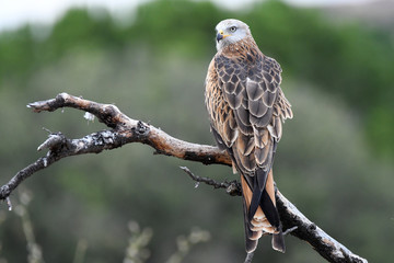 Milano real en una rama