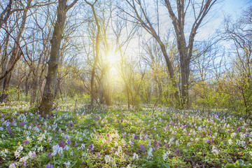 field of wild flowers