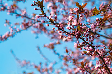 blooming cherry. Pink FLOWERS BEAUTIFUL 