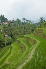 Rice filed and rice terrace on Bali, Indonesia