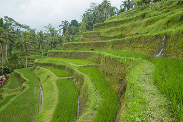 Fototapeta na wymiar Rice filed and rice terrace on Bali, Indonesia