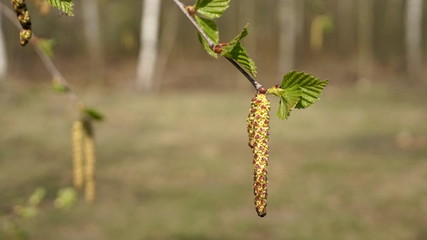 Fototapeta premium Branch of hanging fresh birch tree buds and new leaves over background of young spring green