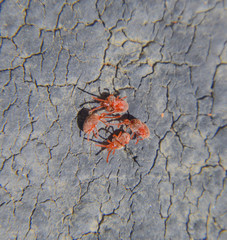 Close up macro Red velvet mite or Trombidiidae